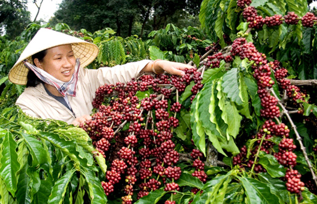 NGƯỜI KỸ SƯ NÔNG NGHIỆP - Lê Ngọc Trung, học sinh lớp 12A2 trường THCS, THPT Duy Tân